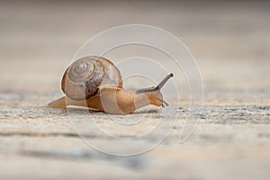 Tiny Garden Snail