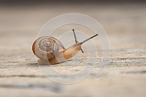 Tiny Garden Snail