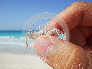 Tiny ghost crab grabbed by fingers