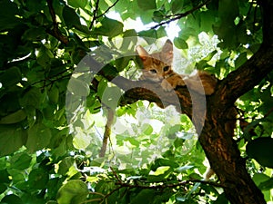 Tiny ginger kitty clinging on the branch