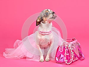 Tiny glamour dog with pink accessories