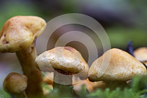 Tiny Golden Mushrooms on the Forest Floor