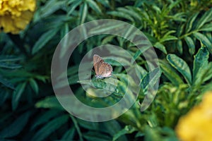 A Tiny grass blue butterfly perched on a leaves with blurred flower garden background