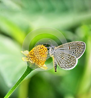 Tiny grass blue butterfly: Zizula hylax collecting nector from a yellow   flower