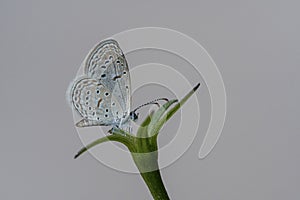 Tiny grass blue butterfly: Zizula hylax collecting nector from a yellow   flower photo