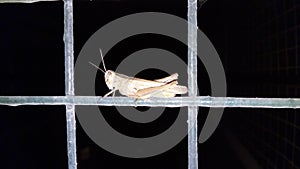 Grasshopper in the silence of night.