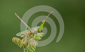 A tiny grasshopper Sitting on a plant camouflage