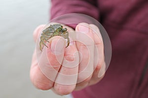 Tiny green crab