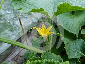 Tiny green cucumber forming and maturing from a yellow flower on a green cucumber plant (Cucumis sativus)