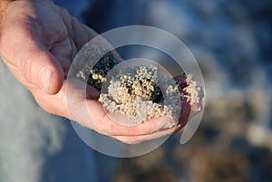 Tiny Green eggs of the Horseshoe crab photo
