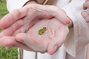 Tiny Green Frog