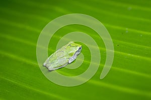 A tiny green frog in a banana leaf forming a beautiful background
