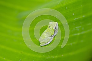 A tiny green frog in a banana leaf forming a beautiful background