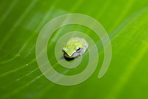 A tiny green frog in a banana leaf forming a beautiful background