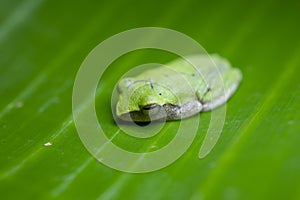 A tiny green frog in a banana leaf forming a beautiful background