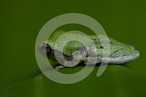 A tiny green frog in a banana leaf forming a beautiful background