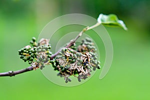 Tiny green fruits grow on tree