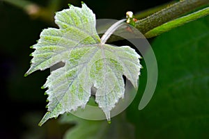 Tiny Green Grape Leaf