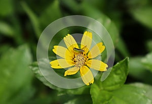 A tiny green grasshopper with a black stripe on the body is resting on the yellow flower