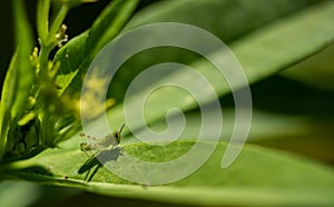 Grasshopper on green leaf