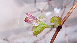 Tiny green leaf of grapevine and pink grape sprouts closeup. Young vine branch closeup.