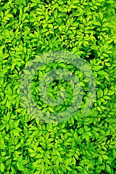 Tiny Green leaves background.