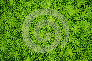 Tiny green leaves background,Background leaves trees.