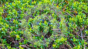 Tiny green leaves background. Natural pattern