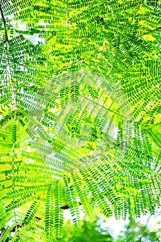 Tiny green leaves background