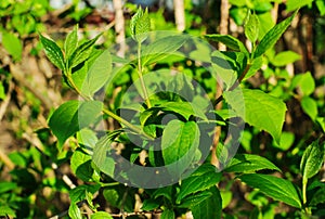 Tiny green leaves background.