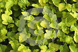 Tiny green leaves background.