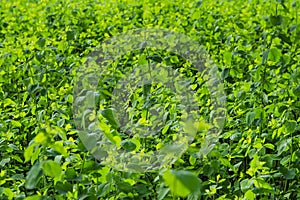 Tiny green leaves background.