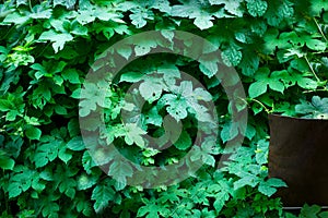 Tiny green leaves background.