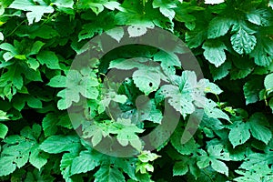 Tiny green leaves background.