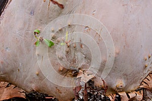 Tiny green leaves grow on the warty pink smooth bark of an Arbutus tree