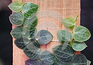 Tiny green leaves of Rhaphidophora Cryptantha, a shingling tropical plant