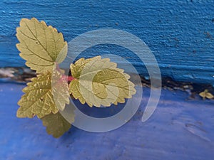 A tiny green seedling with reddish new growth valiantly sprouting from a crack between a textured blue surface