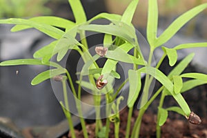 The seedlings are sprouting from the soil.
