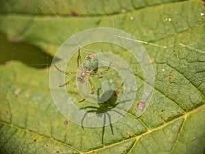 Tiny green spider Araniella cucurbitina, aka the cucumber green spider. Underside with spinnerets. photo