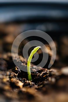 Tiny green sprout in soil