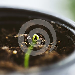 Tiny green sprout in soil