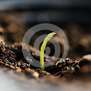 Tiny green sprout in soil