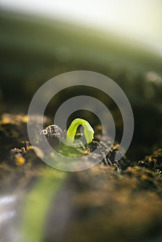 Tiny green sprout in soil