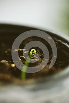 Tiny green sprout in soil