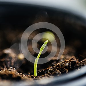 Tiny green sprout in soil gmo organic bio