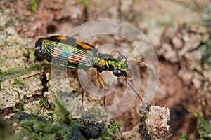 Tiny green tiger beetle