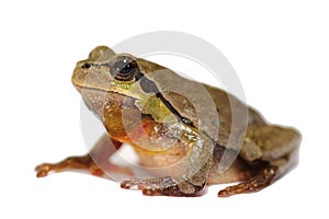 Tiny green tree frog over white background