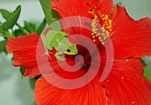 Tiny Green Tree Frog on Red Hibiscus