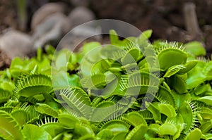 Tiny green venus flytrap clump closeup shot