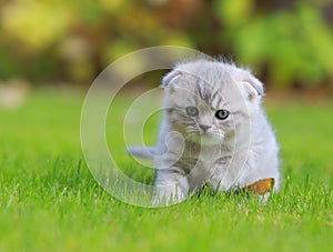 Tiny grey kitten on green grass